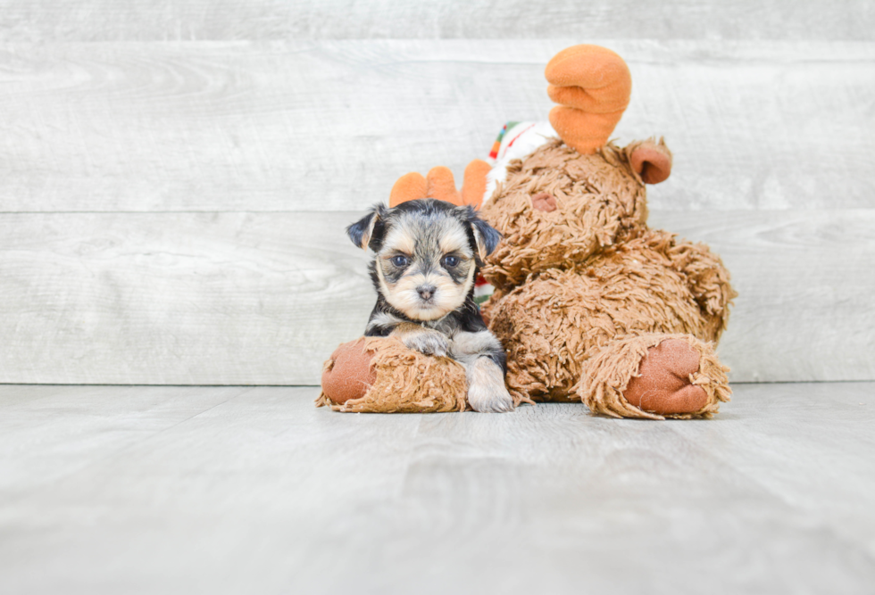 Funny Morkie Designer Pup