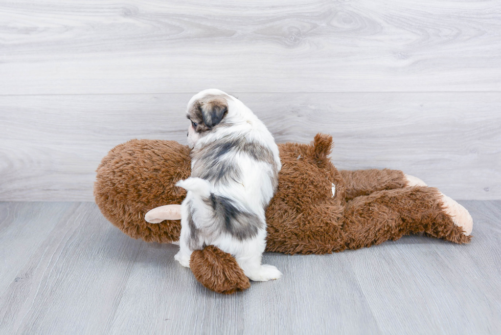 Cute Teddy Bear Baby