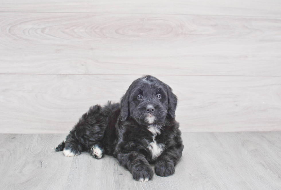 Mini Bernedoodle Puppy for Adoption