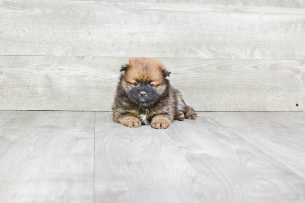 Pomeranian Puppy for Adoption