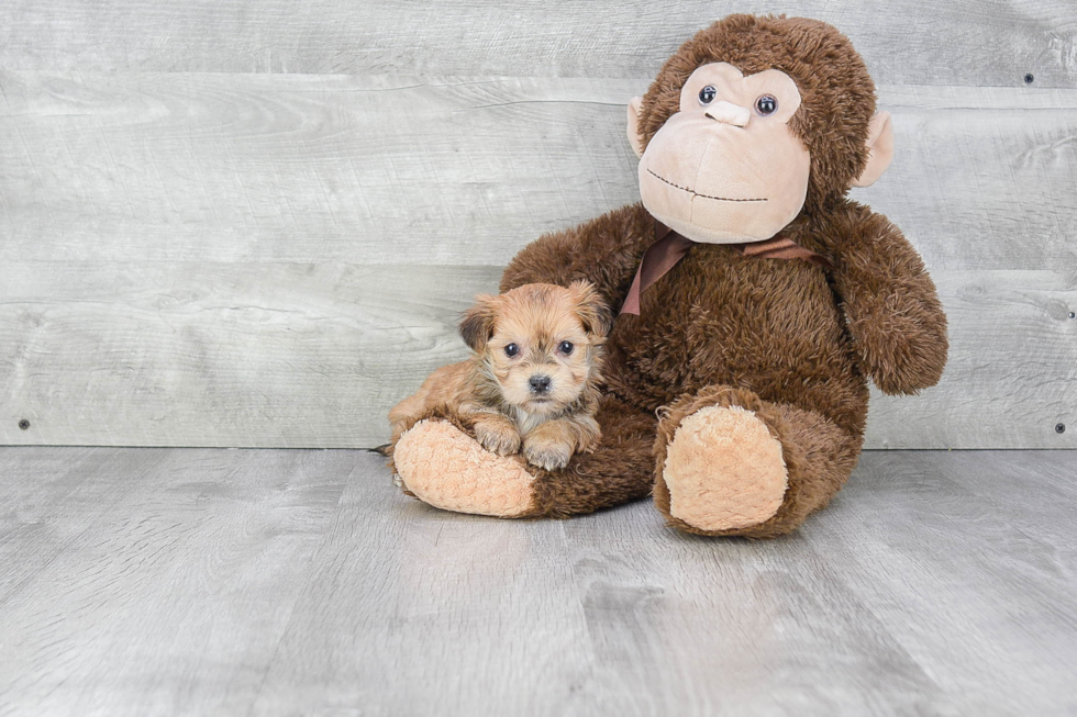 Happy Morkie Baby