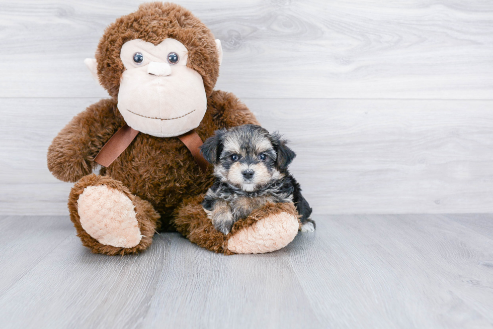 Petite Morkie Designer Pup