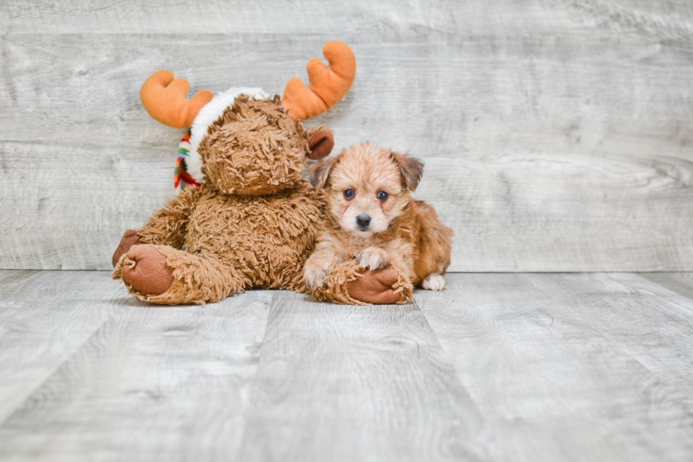 Morkie Puppy for Adoption