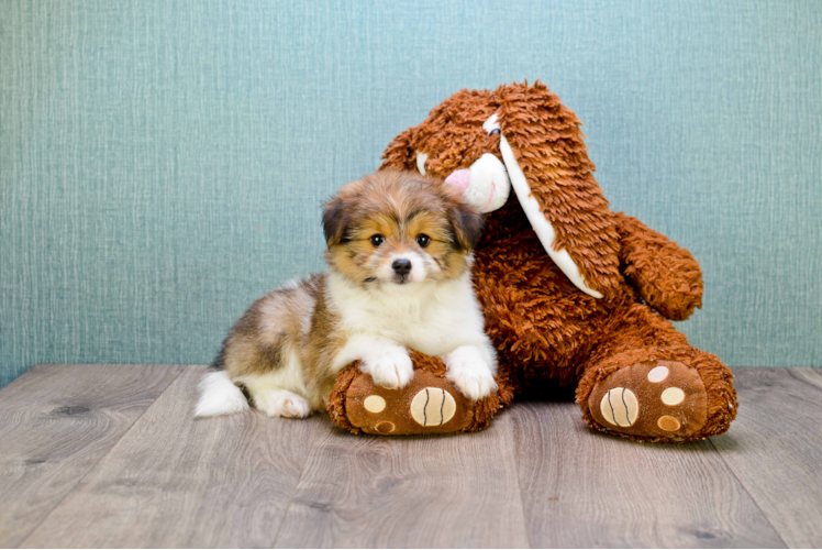Cute Yorkie Pom Mix Pup