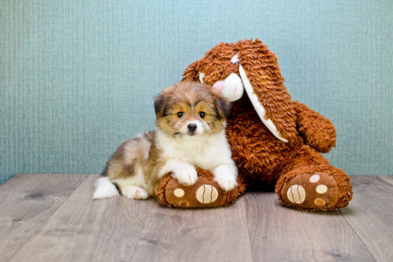 Cute Yorkie Pom Mix Pup