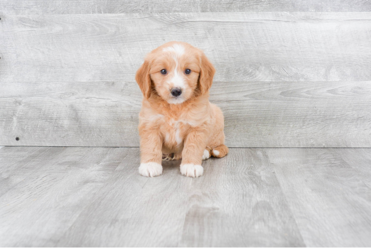 Mini Goldendoodle Pup Being Cute