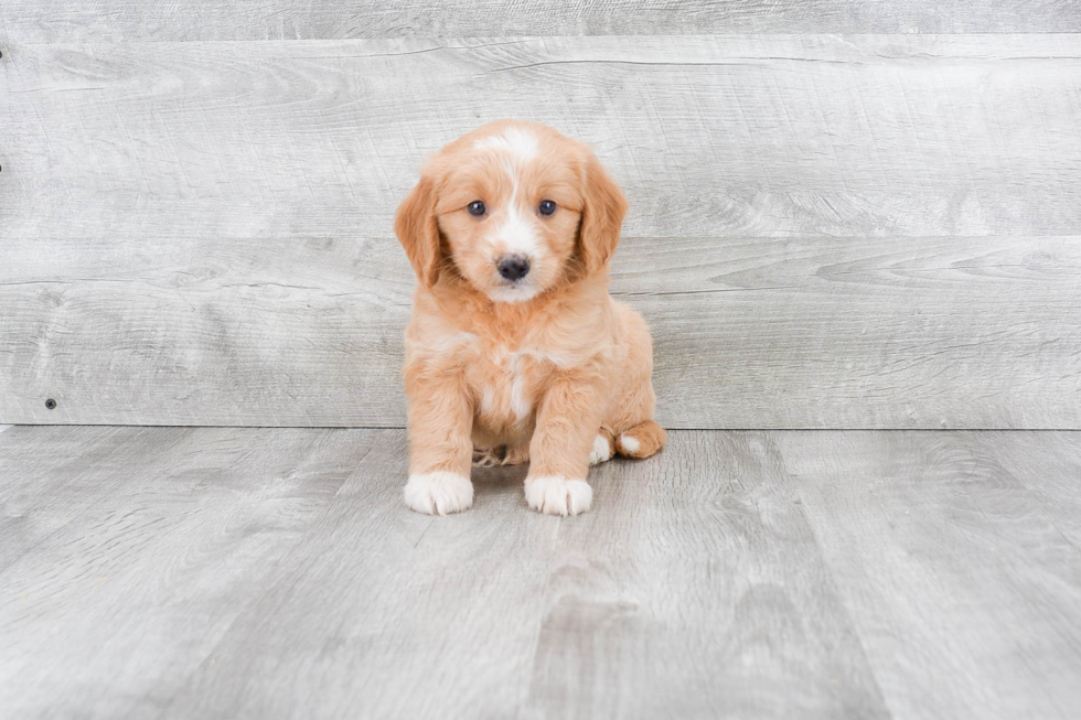 Mini Goldendoodle Pup Being Cute