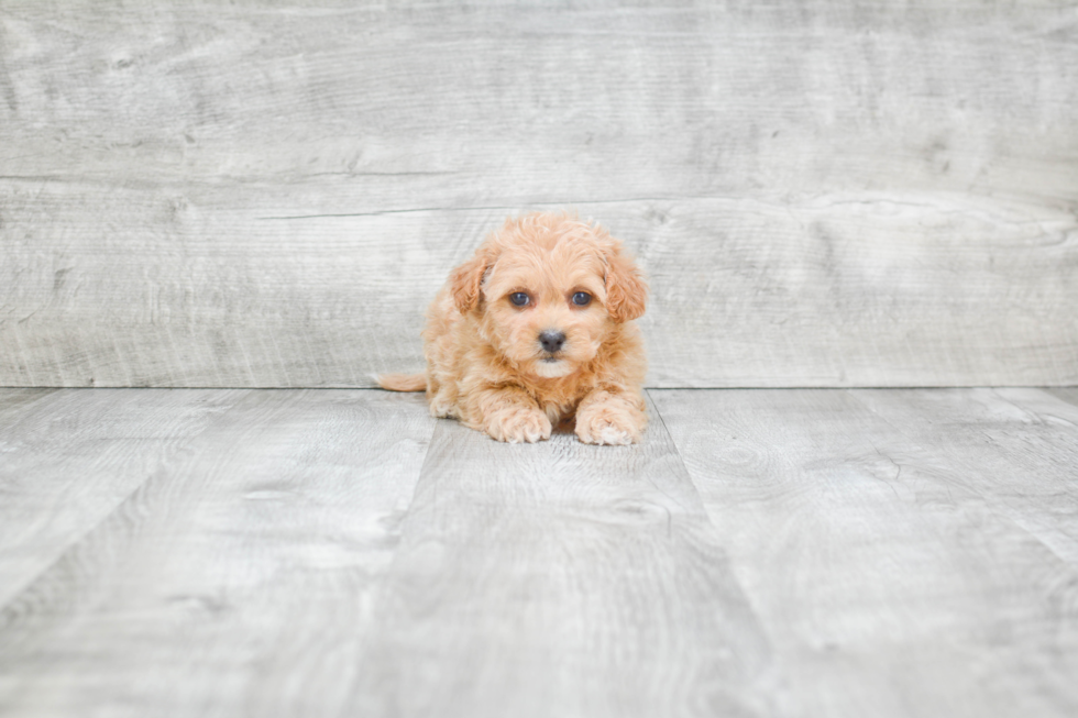 Petite Teddy Bear Designer Pup