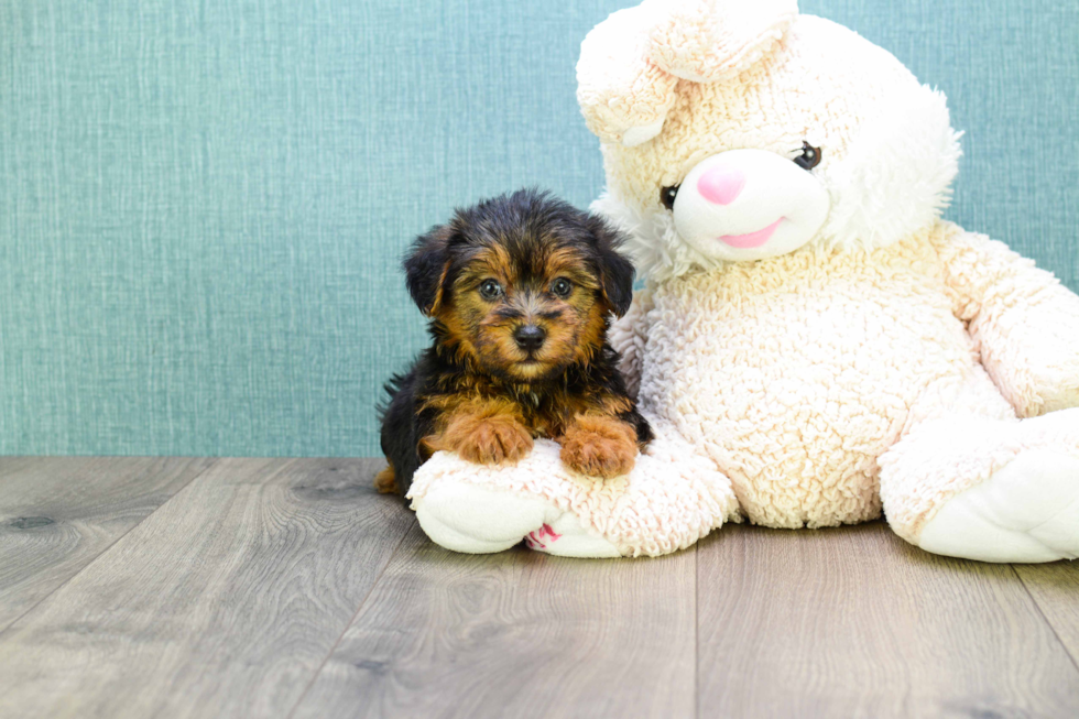 Popular Yorkie Poo Poodle Mix Pup