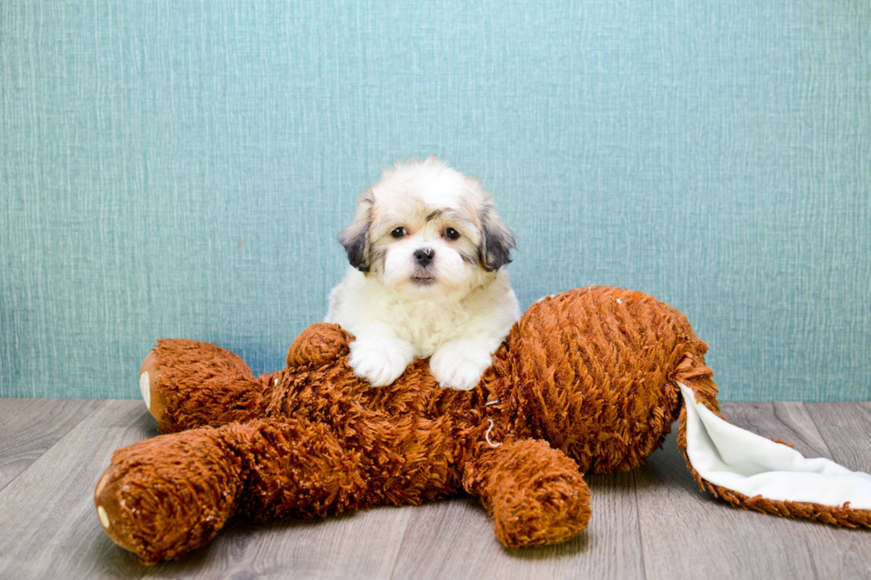 Best Teddy Bear Baby