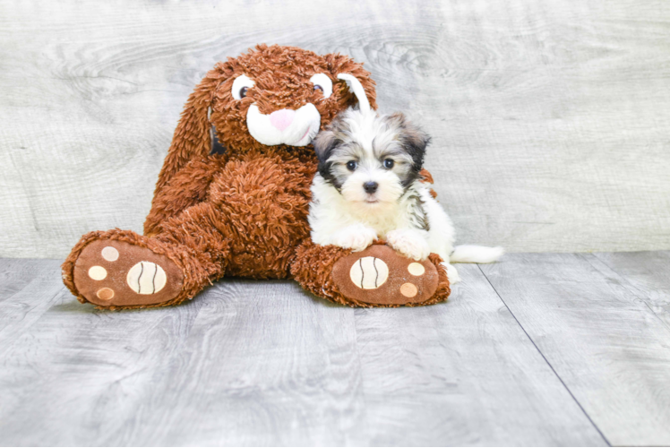 Funny Havanese Baby