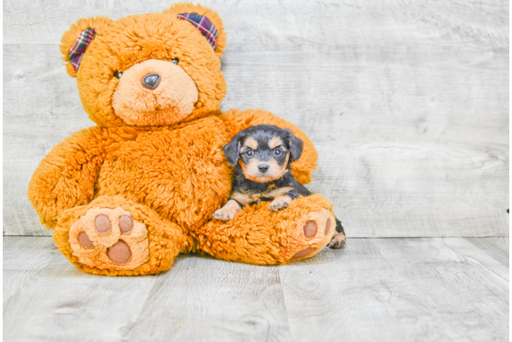 Fluffy Morkie Designer Pup