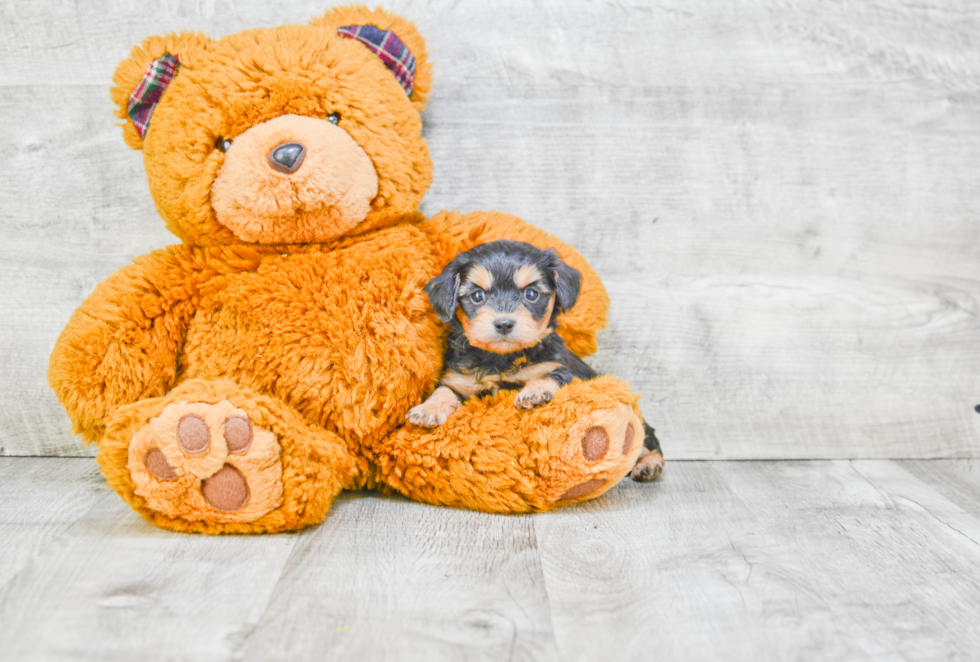 Fluffy Morkie Designer Pup