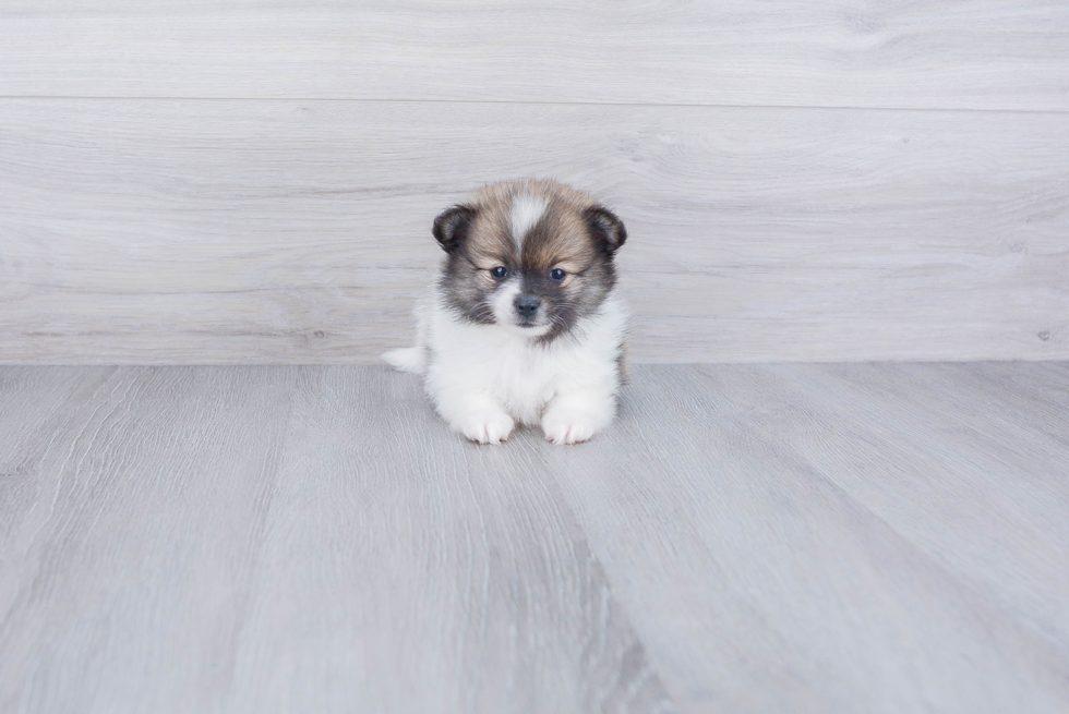 Friendly Pomeranian Baby
