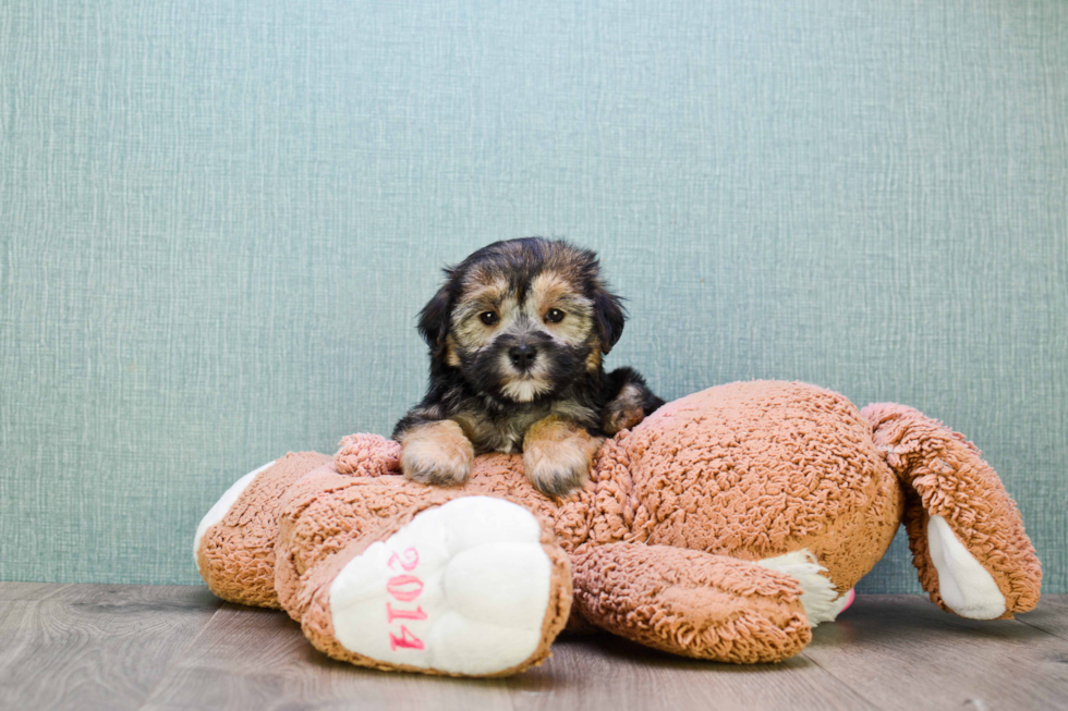 Fluffy Morkie Designer Pup