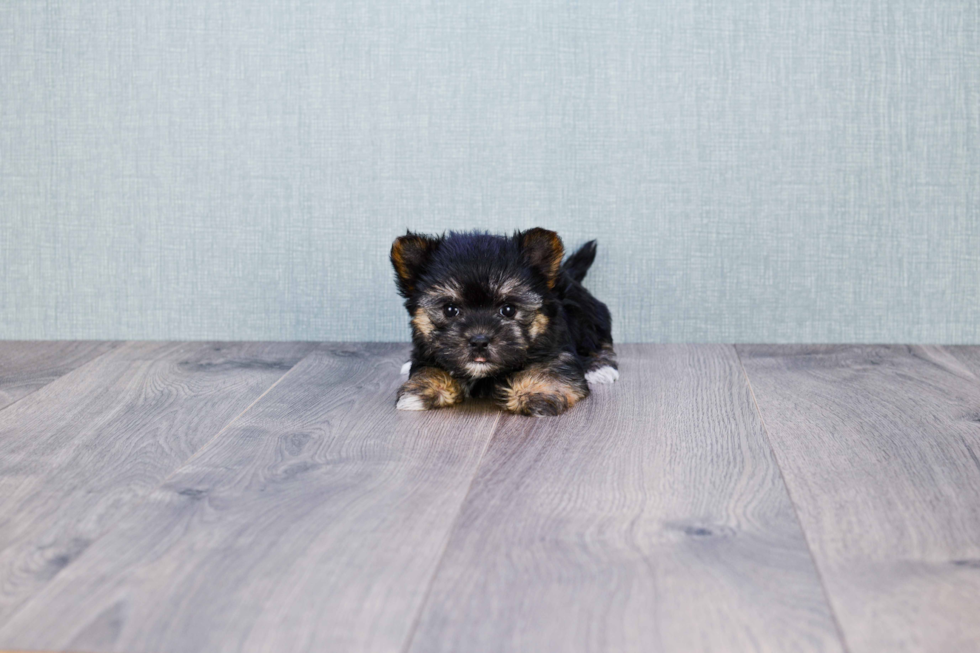 Morkie Pup Being Cute