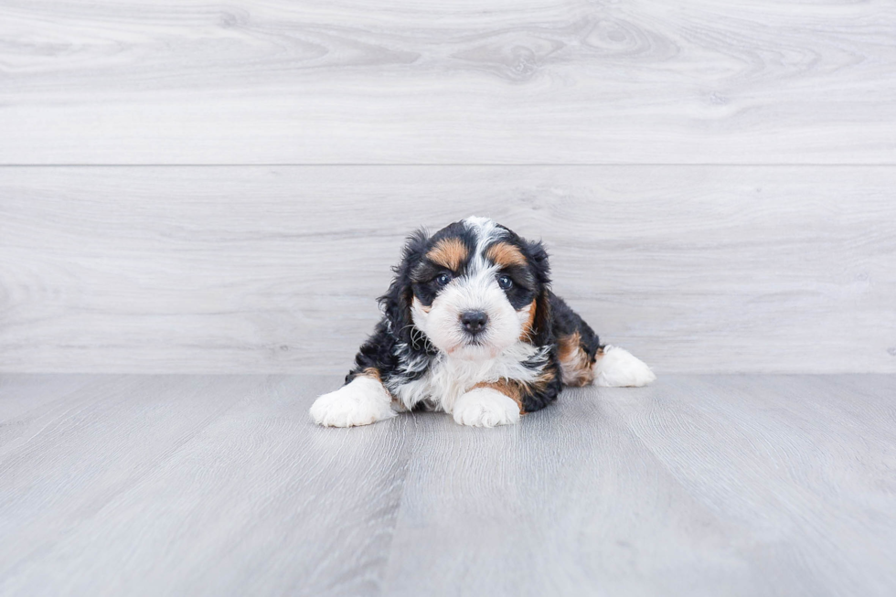 Fluffy Mini Bernedoodle Poodle Mix Pup