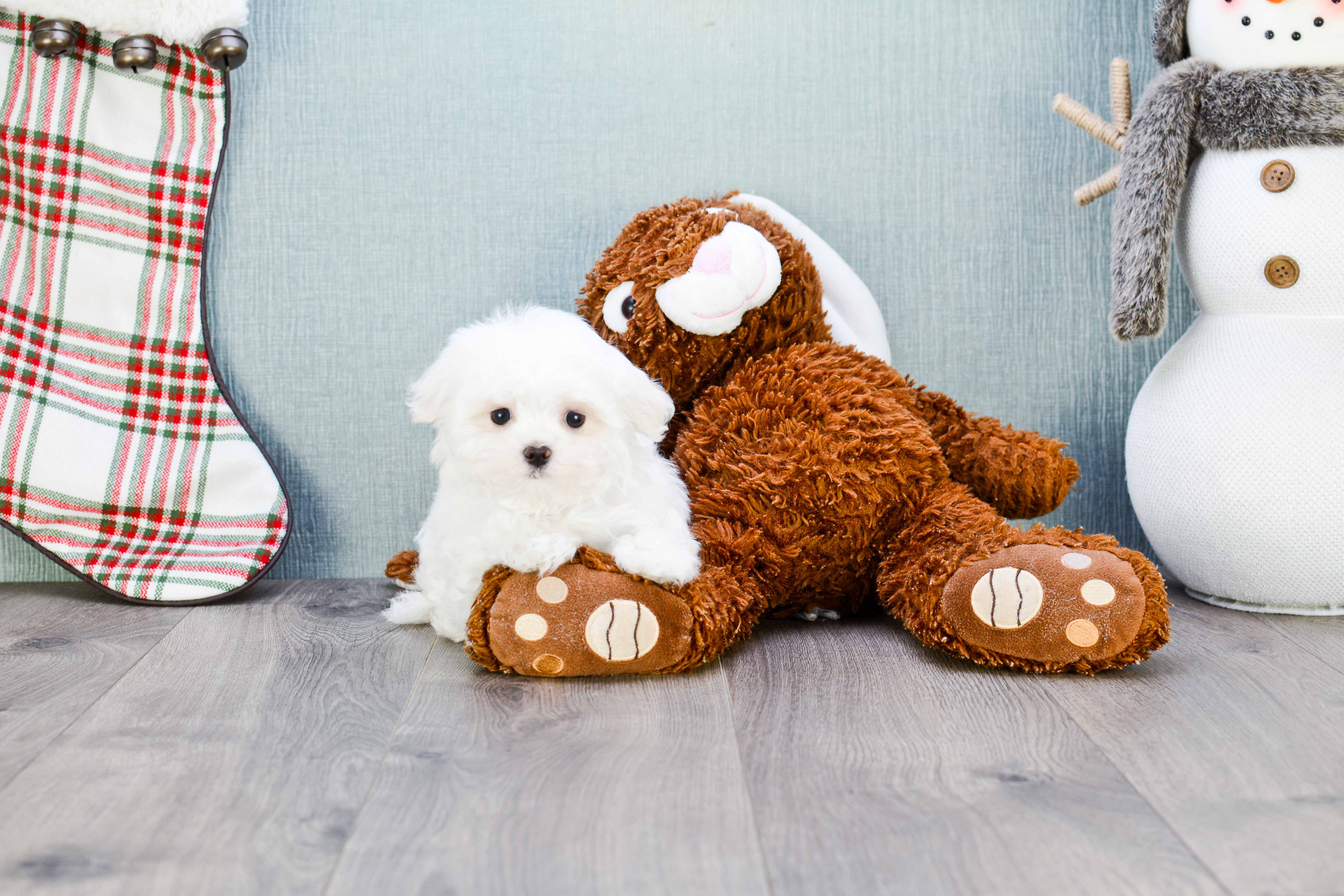 Maltese Puppy for Adoption