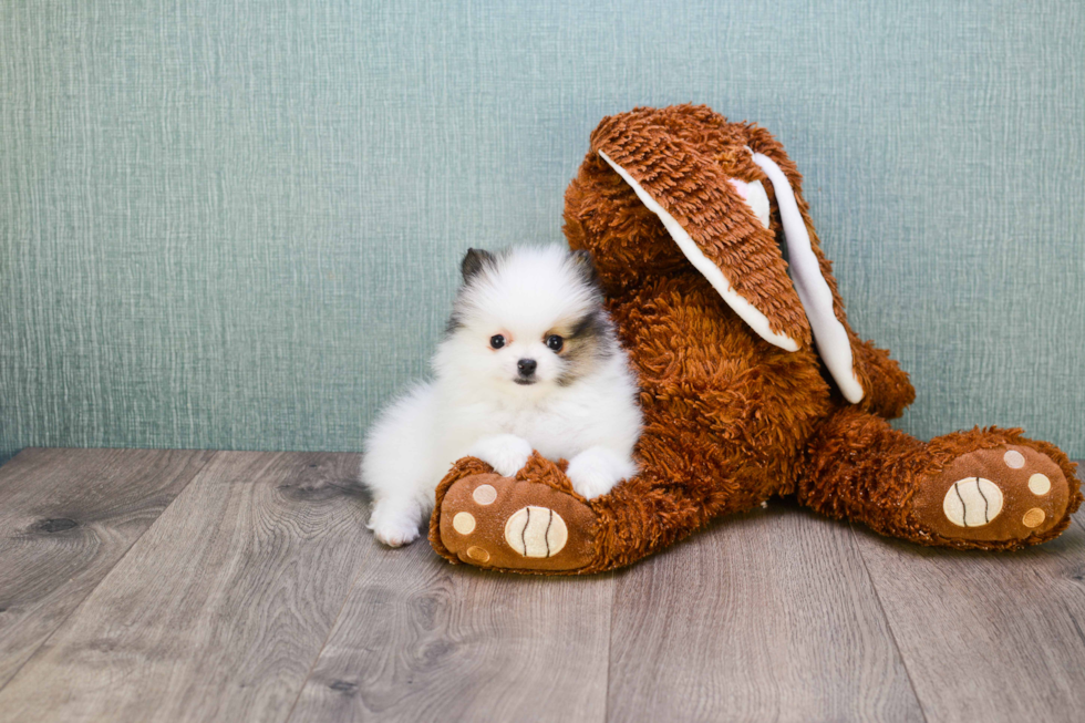 Pomeranian Puppy for Adoption