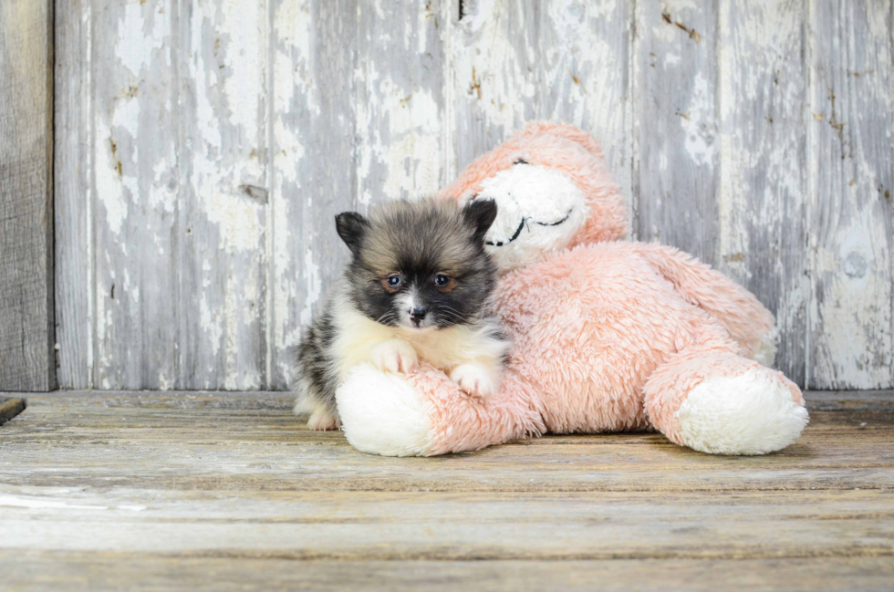 Pomeranian Pup Being Cute