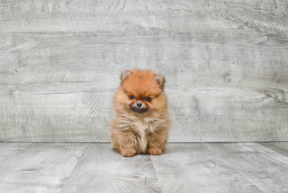 Pomeranian Puppy for Adoption