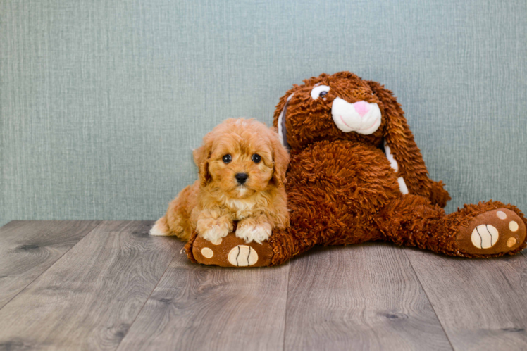 Friendly Cavapoo Baby