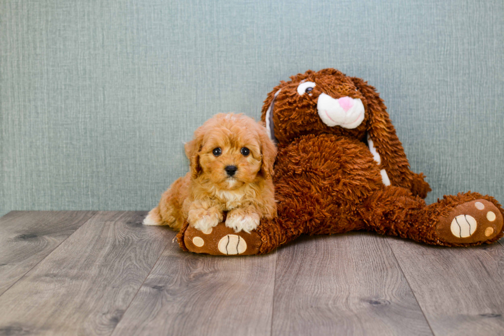 Friendly Cavapoo Baby