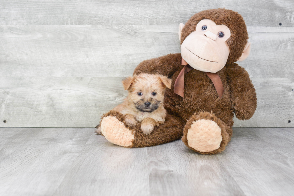 Fluffy Morkie Designer Pup