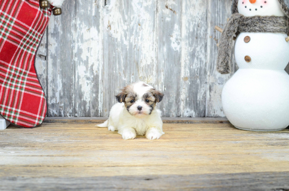 Teddy Bear Pup Being Cute