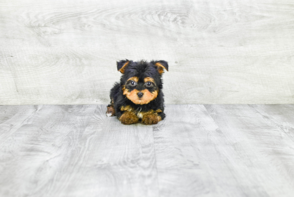 Meet Rascal - our Yorkshire Terrier Puppy Photo 