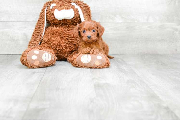Popular Cavapoo Poodle Mix Pup