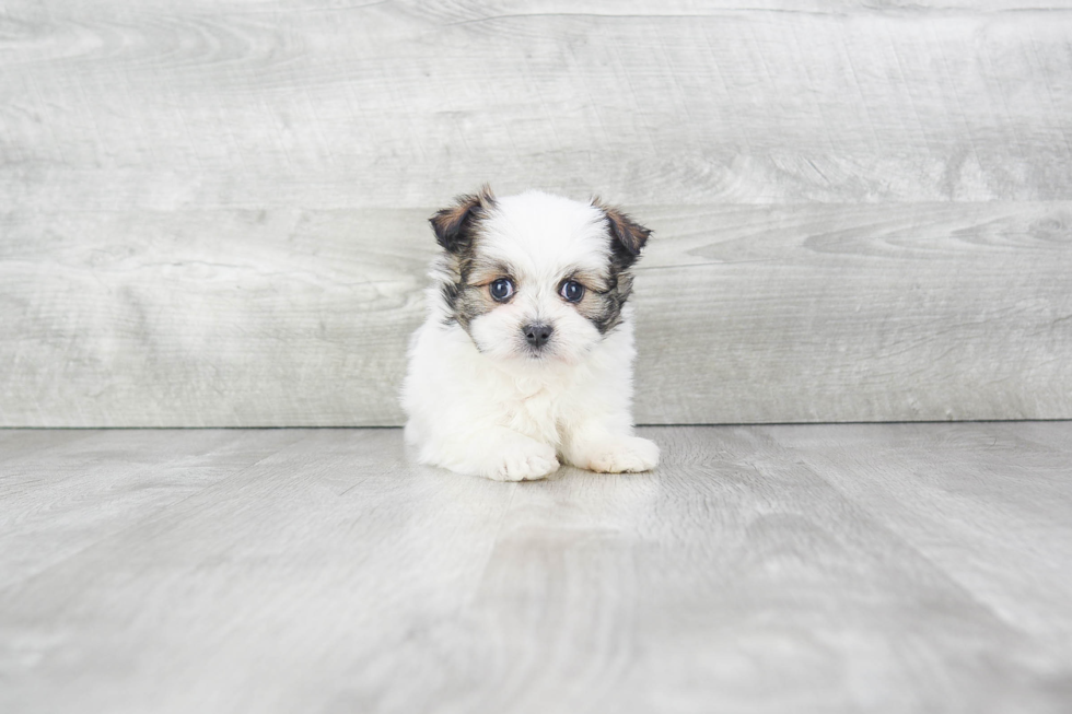 Petite Maltipom Designer Pup