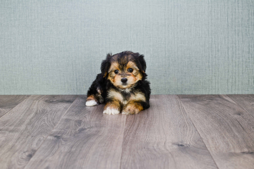Small Morkie Baby