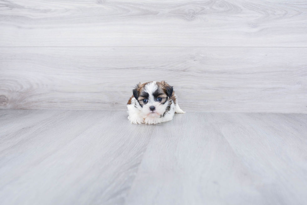 Teddy Bear Puppy for Adoption