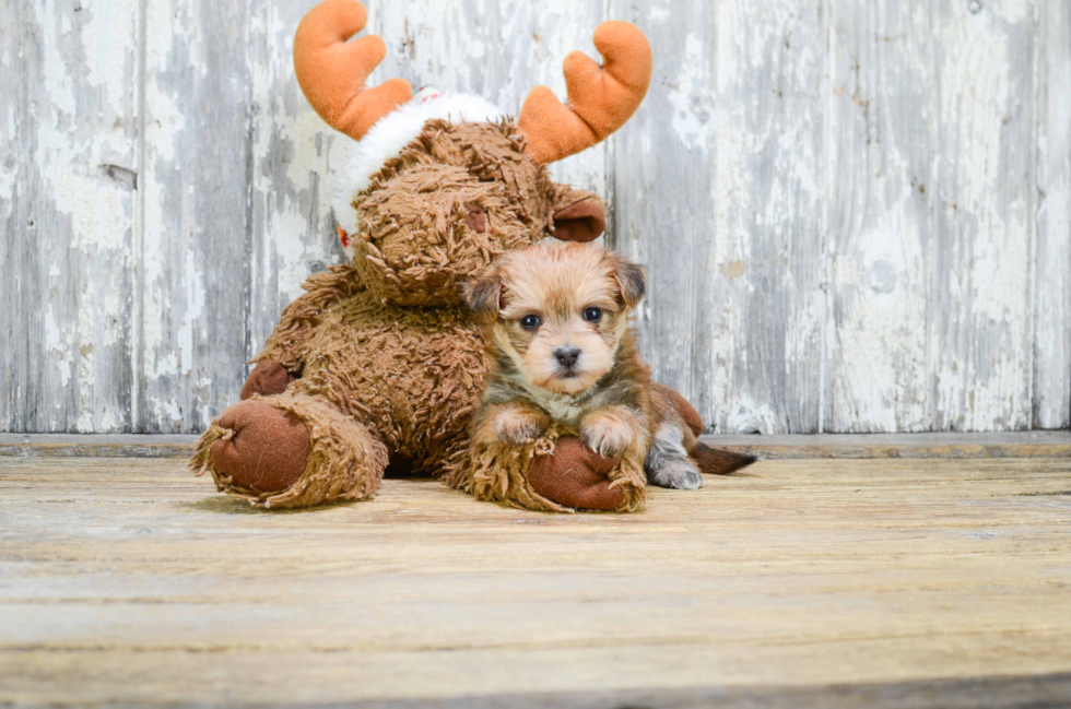 Sweet Morkie Baby