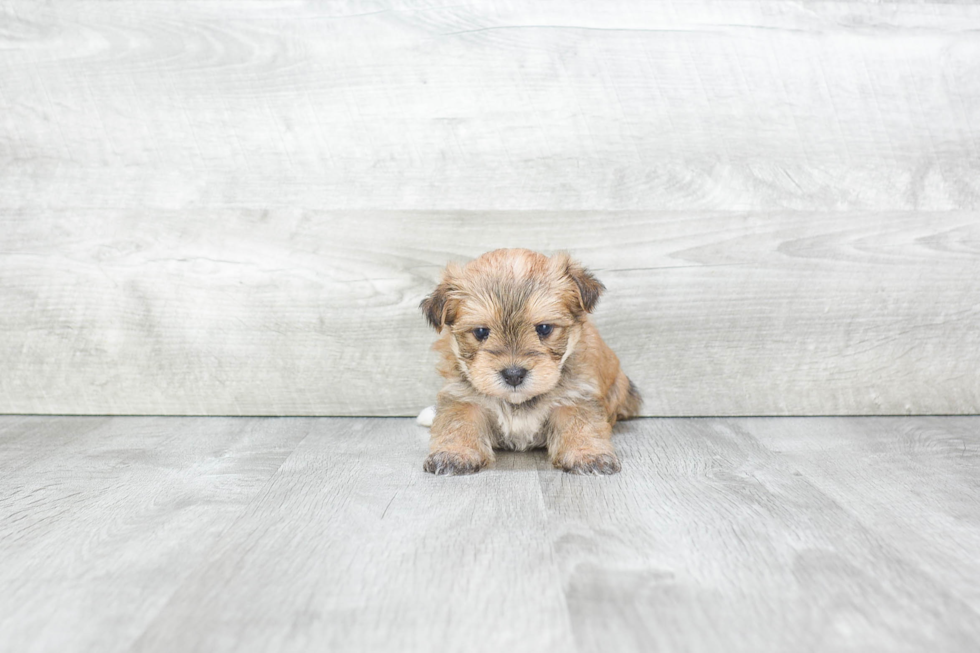 Smart Morkie Designer Pup