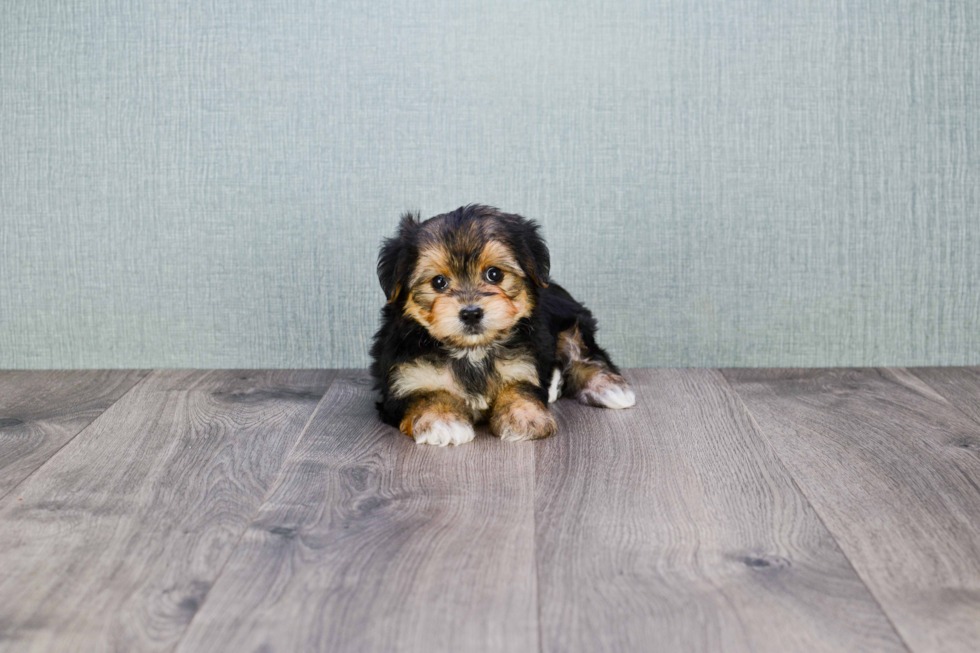 Little Yorkie Designer Puppy