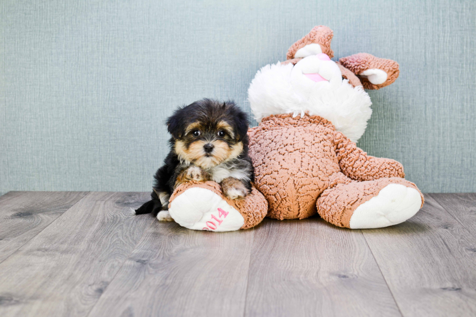 Petite Morkie Designer Pup