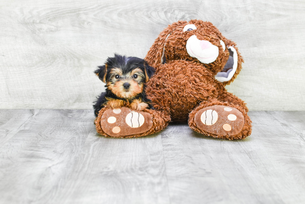 Meet Timmy - our Yorkshire Terrier Puppy Photo 