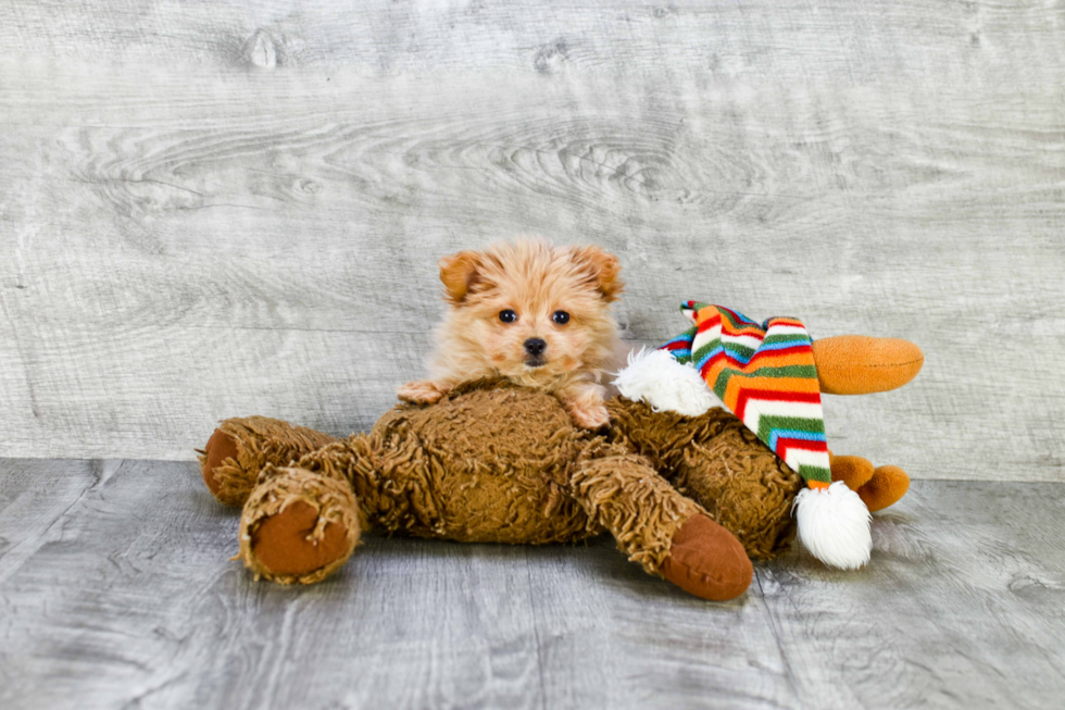 Energetic Maltipom Designer Puppy