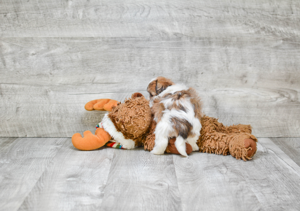 Hypoallergenic Shitzu Designer Puppy