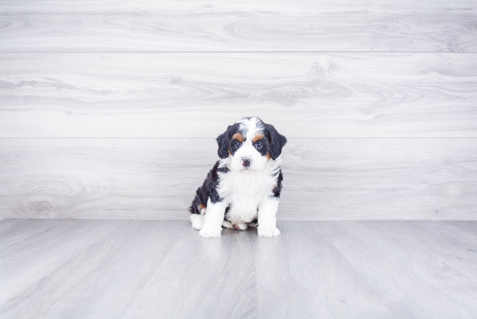 Popular Mini Bernedoodle Poodle Mix Pup
