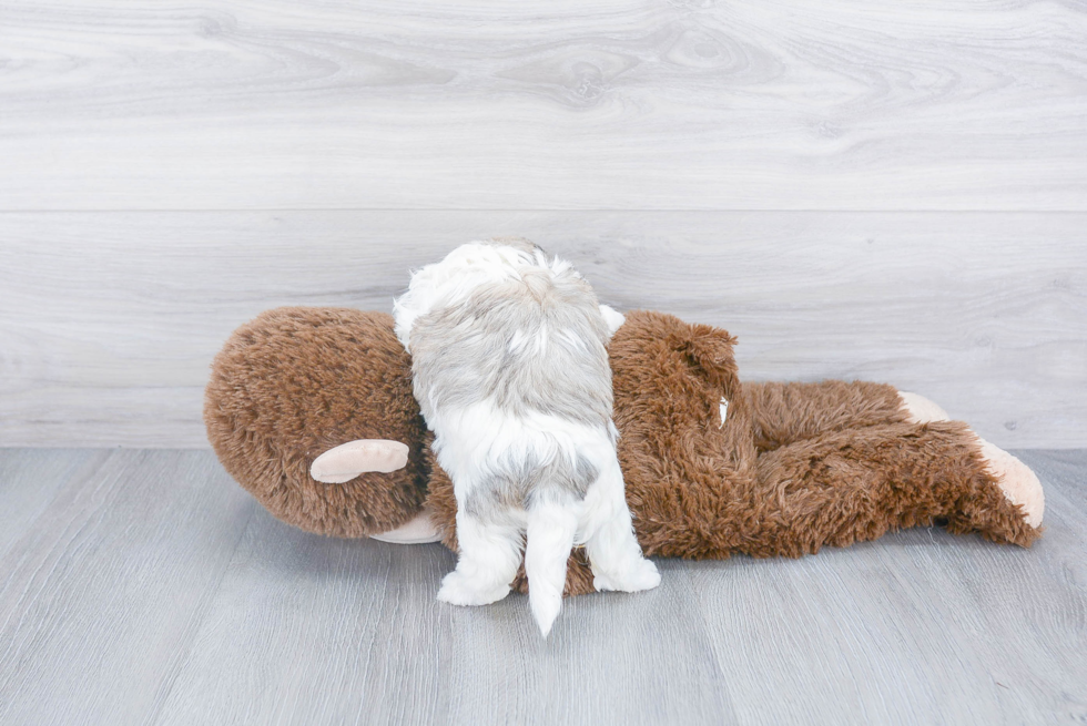 Teddy Bear Puppy for Adoption