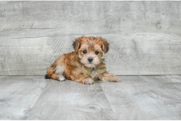 Morkie Pup Being Cute
