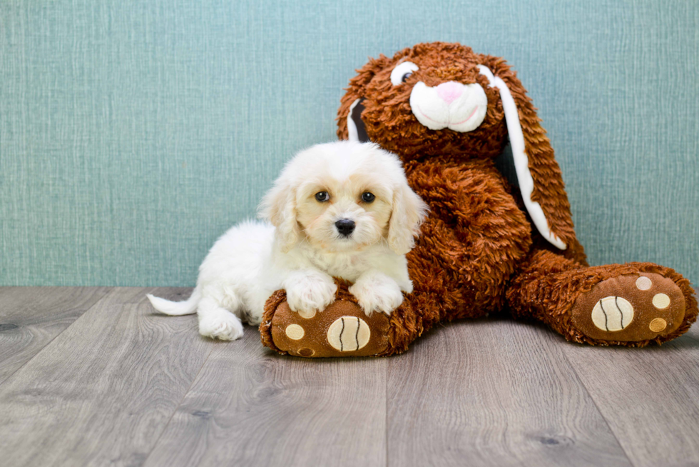 Friendly Cavachon Baby