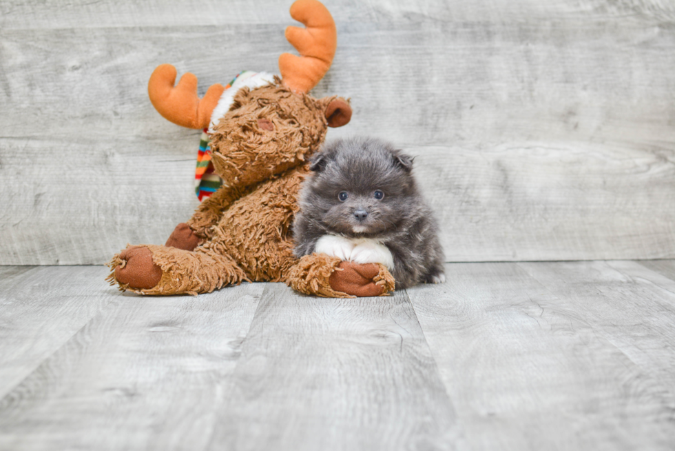 Smart Pomeranian Purebred Puppy