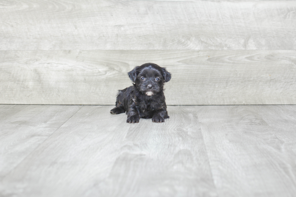 Best Yorkie Poo Baby