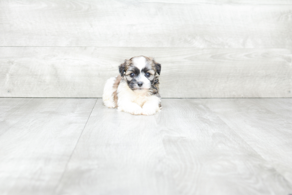 Teddy Bear Pup Being Cute