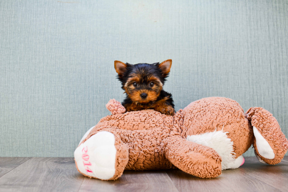 Meet Rascal - our Yorkshire Terrier Puppy Photo 