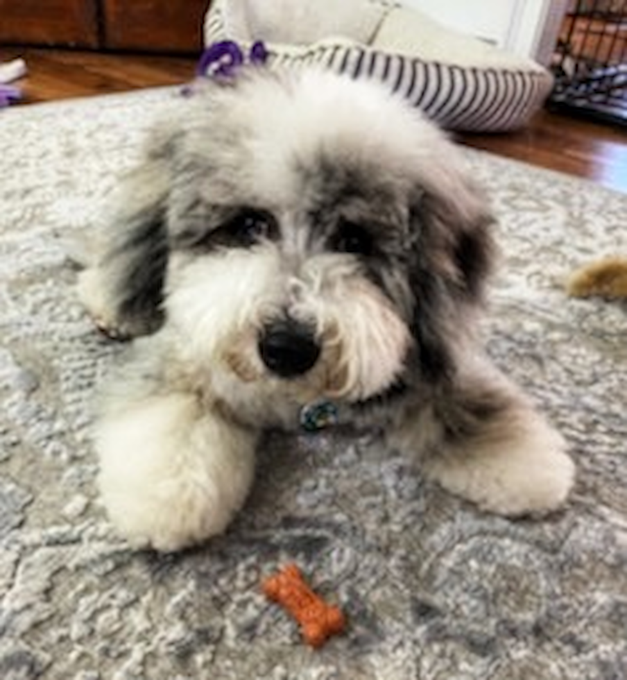 Mini Sheepadoodle Being Cute